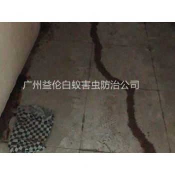 花都房屋白蚁防治案例